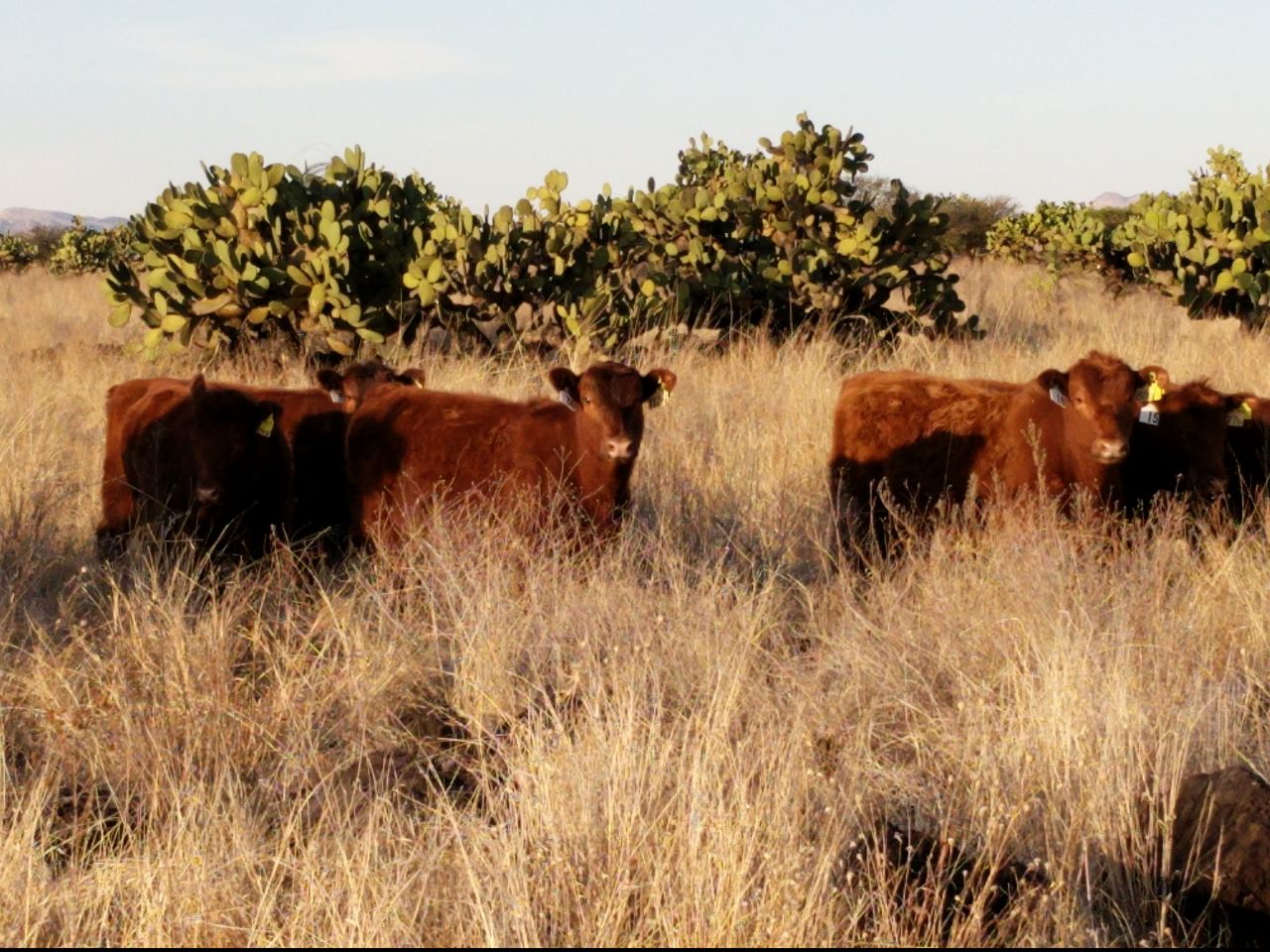 Canadian Red Angus Heifers in Durango, 2017